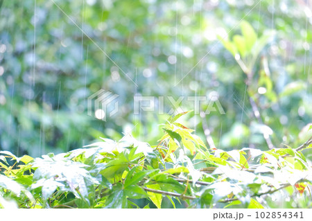 雨の日の緑の木 102854341