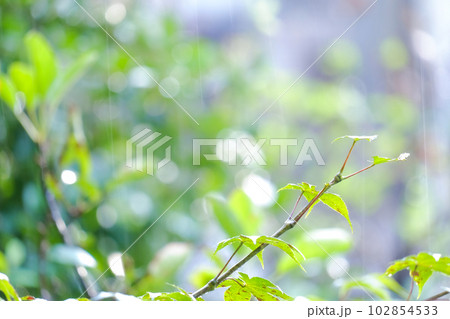 雨の日の緑の木 雨の日の緑の木 102854533