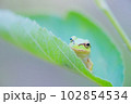 葉っぱの上のアマガエル 102854534