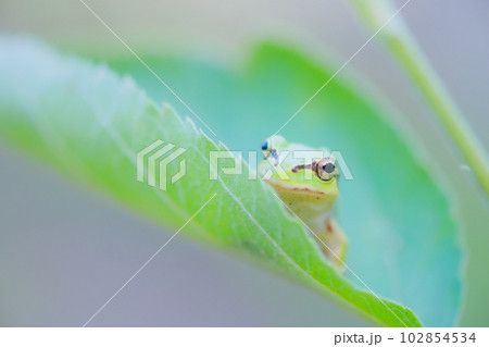 葉っぱの上のアマガエル 102854534