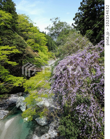 【徳島県三好市西祖谷】祖谷のかずら橋と山藤2 102854632
