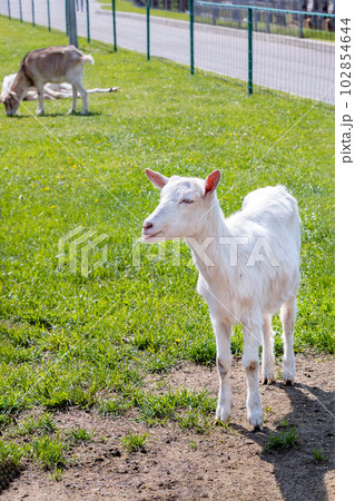 A small white goat grazes on a green meadow in the rays 102854644