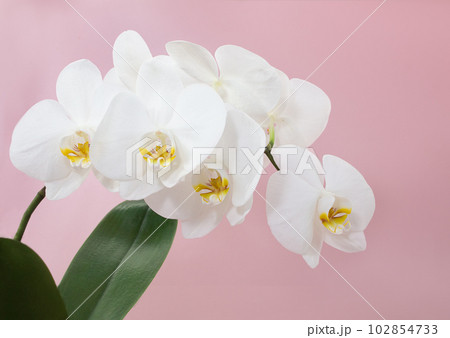 Branch of white orchid flowers with leaf on pink background. Floral card, congratulations on birthday, international women's and mother's day. Copy space 102854733