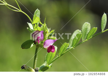 野に咲く野草の赤紫色のカラスノエンドウの花 野に咲く野草の赤紫色のカラスノエンドウの花 102854808