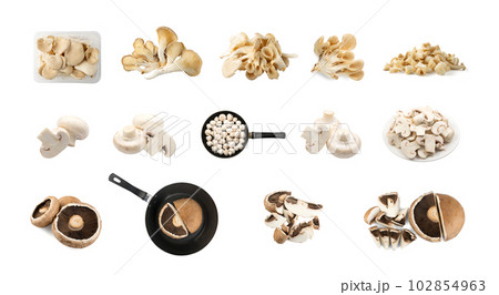 Mushroom Mix Set Isolated, Oyster Mushrooms, Champignons, Portobello on White Background 102854963