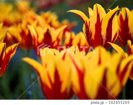 4月に咲いた赤と黄色のチューリップ「ファイヤーワークス」 102855205
