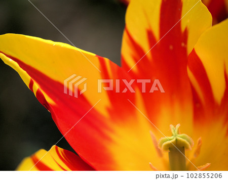 4月に咲いた赤と黄色のチューリップ「ファイヤーワークス」 102855206