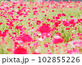 赤いポピーの花畑 102855226