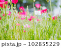 ポピーの花畑 102855229
