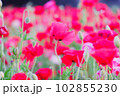 赤いポピーの花畑 102855230