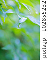 緑の木と雫 102855232