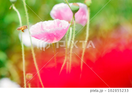 ポピーの花畑のミツバチ 102855233