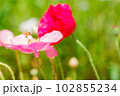 ポピーの花畑のミツバチ 102855234