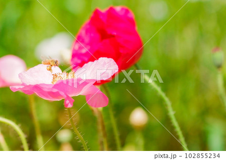 ポピーの花畑のミツバチ 102855234