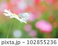 マーガレットの花とモンシロチョウ 102855236