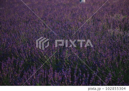 lavender field close up lavender field close up 102855304