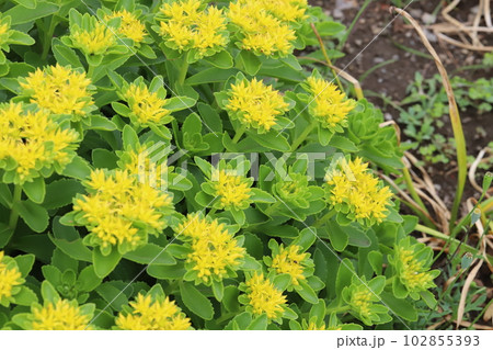 春の庭に咲く黄色いキリンソウの花 102855393