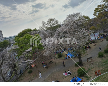 桜祭り 桜祭り 102855599