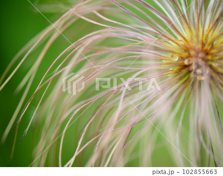 4月に見つけた翁草(オキナグサ)の綿毛 4月に見つけた翁草(オキナグサ)の綿毛 102855663