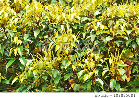 黄色いスダジイの花(春、四月) 黄色いスダジイの花(春、四月) 102855681