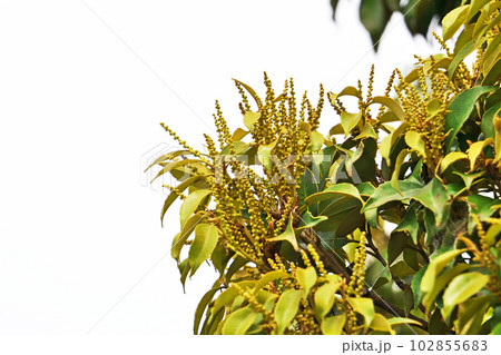 黄色いスダジイの花（春、四月） 102855683