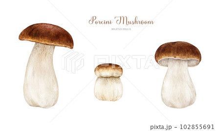 Porcini fresh mushroom set. Watercolor painted illustration. Hand drawn boletus edulis fungus image collection. Porcini edible mushroom vintage style element. King bolete on white background Porcini fresh mushroom set. Watercolor painted illustration. Hand drawn boletus edulis fungus image collection. Porcini edible mushroom vintage style element. King bolete on white background 102855691