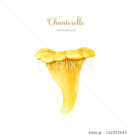 Chanterelle mushroom watercolor illustration. Hand drawn Cantharellus cibarius image. Chanterelle edible mushroom single element. Isolated on white background Chanterelle mushroom watercolor illustration. Hand drawn Cantharellus cibarius image. Chanterelle edible mushroom single element. Isolated on white background 102855693