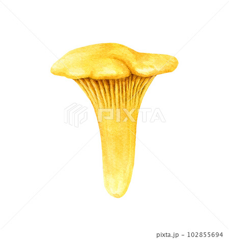 Chanterelle mushroom watercolor illustration. Hand drawn Cantharellus cibarius image. Chanterelle edible mushroom single element. Vintage style realistic illustration. Isolated on white background 102855694