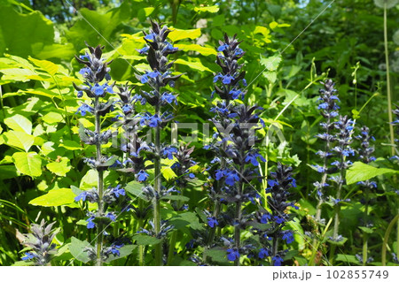 Sage, or Salvia is a large genus of perennial herbaceous plants and shrubs of the Lamiaceae family. Common sage Salvia pratensis. Purple flowers on tall spikes. Fruska Gora National Park, Serbia, Srem 102855749