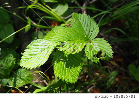 Strawberry Fragaria is genus of perennial herbaceous plants in the rose family Rosaceae. The leaves are trifoliate, of complex shape, on long stems reaching a height of 10 cm, creeping rooting shoots 102855781
