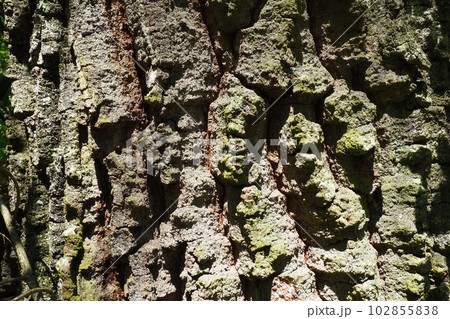 Oak bark macro, tree trunk close-up, texture Oak bark macro, tree trunk close-up, texture 102855838