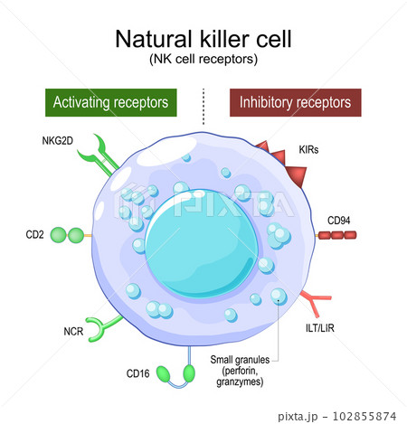 Natural Killer cell. NK cell receptors 102855874