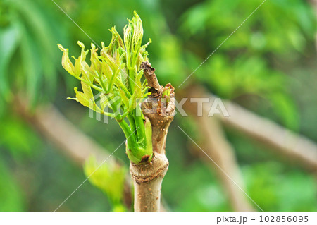 黄緑色のタラノキの新葉（タラの芽）（春、四月） 102856095