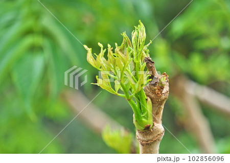 黄緑色のタラノキの新葉(タラの芽)(春、四月) 黄緑色のタラノキの新葉(タラの芽)(春、四月) 102856096