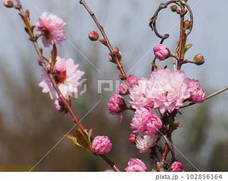 枝に花やつぼみをつけたニワザクラ（庭桜の枝） 102856164