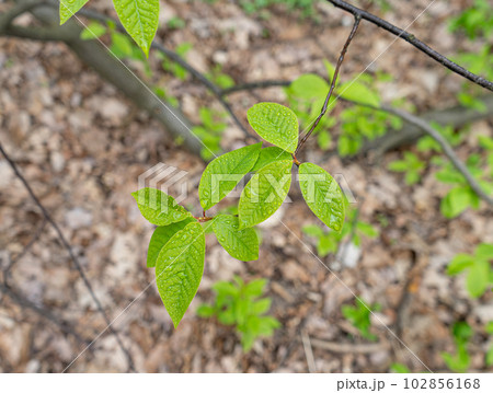 Spring Branch, Lime Buds, Young Tree Leaves on Blur Background, Spring Twig with New Green Leaves 102856168