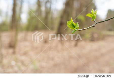 Spring Branch, Lime Buds, Young Tree Leaves on Blur Background, Spring Twig with New Green Leaves 102856169