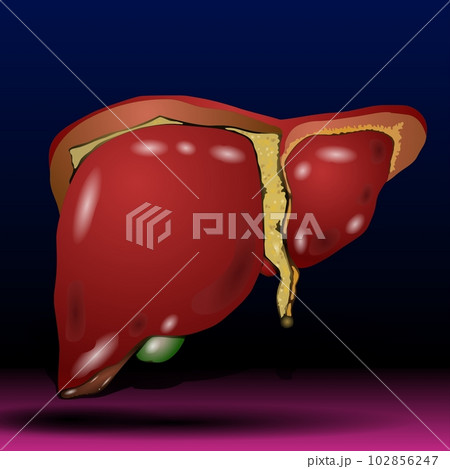 Liver - Body Organs - Human Anatomy - cross section of stomach, illustration 102856247