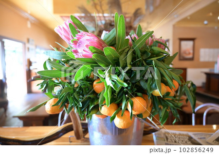 カフェの店内に飾られた植物 102856249