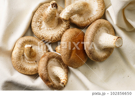 椎茸 102856650