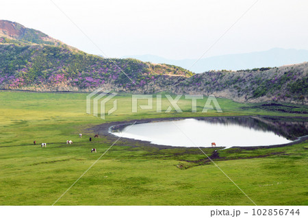 草千里ヶ浜の馬とミヤマキリシマ 102856744