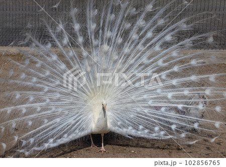 White peacock with a fluffy flowing tail in the rays of sunlight. White peacock with a fluffy flowing tail in the rays of sunlight. 102856765