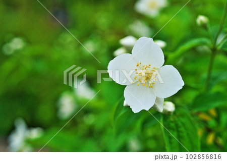 白いバイカウツギの花（春、四月） 102856816