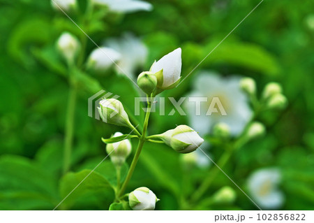 白いバイカウツギの花（春、四月） 102856822
