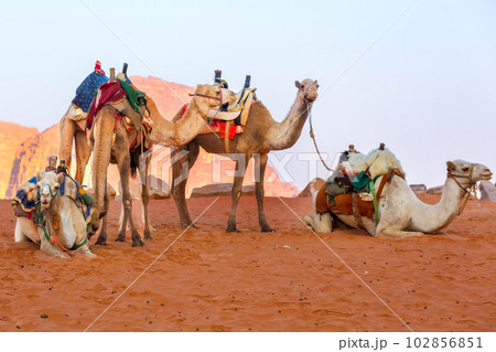 Camels in the desert Wadi Rum, Jordan 102856851