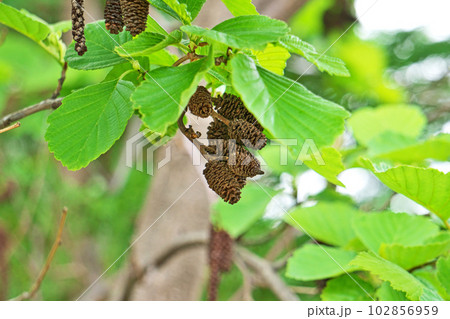 茶色のハンノキの実（春、四月） 102856959