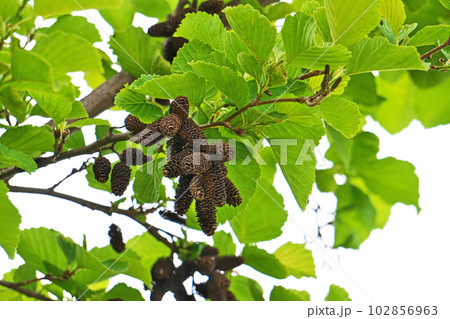 茶色のハンノキの実(春、四月) 茶色のハンノキの実(春、四月) 102856963