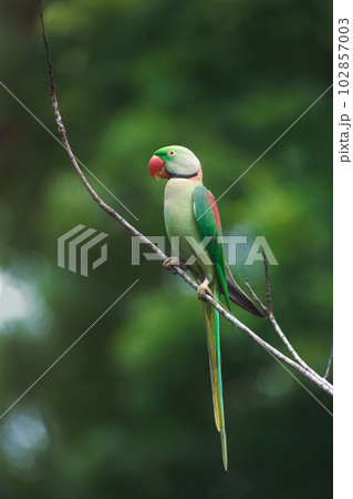 Beauty in Nature: an Alexandrine Parrot on a Tree Branch 102857003