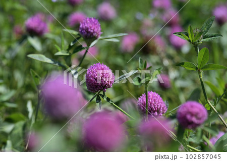 ムラサキツメクサ(紫詰草、アカツメクサ)の花が咲いている。2023年4月に撮影 ムラサキツメクサ(紫詰草、アカツメクサ)の花が咲いている。2023年4月に撮影 102857045