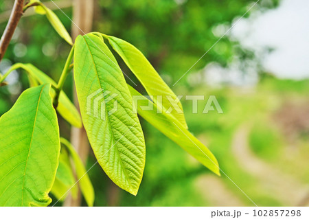 黄緑色のポーポーの葉(春、四月) 黄緑色のポーポーの葉(春、四月) 102857298